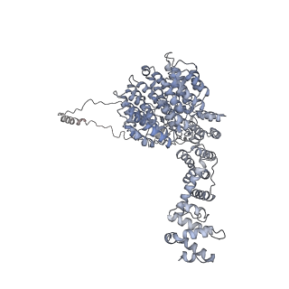 32277_7w3c_U_v1-2
Structure of USP14-bound human 26S proteasome in substrate-engaged state ED0_USP14