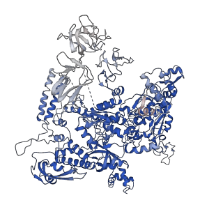 32323_7w5x_D_v1-1
Cryo-EM structure of SoxS-dependent transcription activation complex with zwf promoter DNA