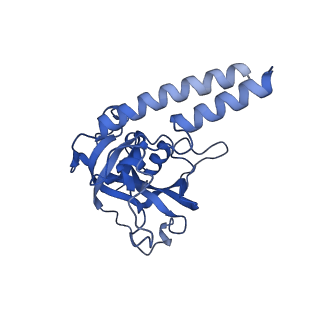 32325_7w5z_H_v1-2
Cryo-EM structure of Tetrahymena thermophila mitochondrial complex IV, composite dimer model