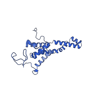 32325_7w5z_J_v1-2
Cryo-EM structure of Tetrahymena thermophila mitochondrial complex IV, composite dimer model