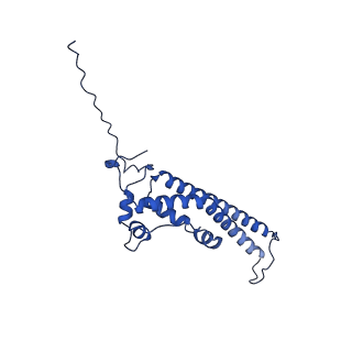 32325_7w5z_L_v1-2
Cryo-EM structure of Tetrahymena thermophila mitochondrial complex IV, composite dimer model