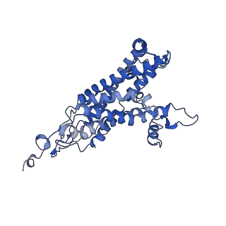 32325_7w5z_M1_v1-2
Cryo-EM structure of Tetrahymena thermophila mitochondrial complex IV, composite dimer model