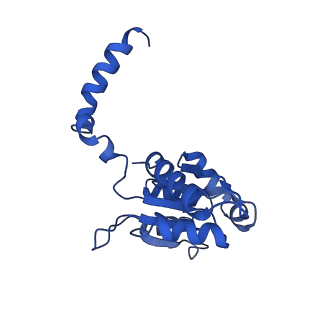 32325_7w5z_P_v1-2
Cryo-EM structure of Tetrahymena thermophila mitochondrial complex IV, composite dimer model