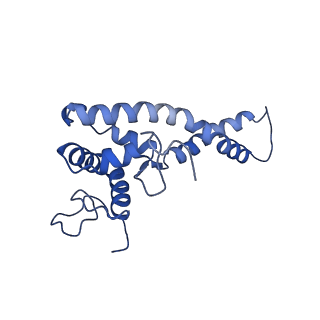 32325_7w5z_Q_v1-2
Cryo-EM structure of Tetrahymena thermophila mitochondrial complex IV, composite dimer model