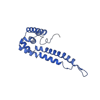 32325_7w5z_R_v1-2
Cryo-EM structure of Tetrahymena thermophila mitochondrial complex IV, composite dimer model