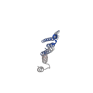 32325_7w5z_S_v1-2
Cryo-EM structure of Tetrahymena thermophila mitochondrial complex IV, composite dimer model