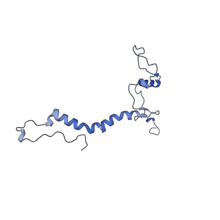 32325_7w5z_V_v1-2
Cryo-EM structure of Tetrahymena thermophila mitochondrial complex IV, composite dimer model