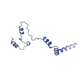 32325_7w5z_W_v1-2
Cryo-EM structure of Tetrahymena thermophila mitochondrial complex IV, composite dimer model