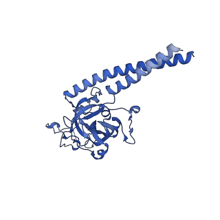 32325_7w5z_d_v1-2
Cryo-EM structure of Tetrahymena thermophila mitochondrial complex IV, composite dimer model