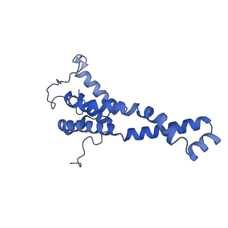 32325_7w5z_j_v1-2
Cryo-EM structure of Tetrahymena thermophila mitochondrial complex IV, composite dimer model
