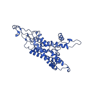 32325_7w5z_m1_v1-2
Cryo-EM structure of Tetrahymena thermophila mitochondrial complex IV, composite dimer model