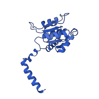 32325_7w5z_p_v1-2
Cryo-EM structure of Tetrahymena thermophila mitochondrial complex IV, composite dimer model