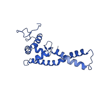 32325_7w5z_q_v1-2
Cryo-EM structure of Tetrahymena thermophila mitochondrial complex IV, composite dimer model