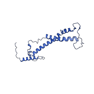 32325_7w5z_t_v1-2
Cryo-EM structure of Tetrahymena thermophila mitochondrial complex IV, composite dimer model