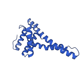 32325_7w5z_u_v1-2
Cryo-EM structure of Tetrahymena thermophila mitochondrial complex IV, composite dimer model