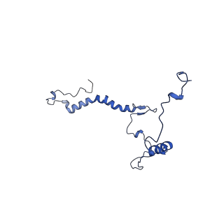 32325_7w5z_v_v1-2
Cryo-EM structure of Tetrahymena thermophila mitochondrial complex IV, composite dimer model