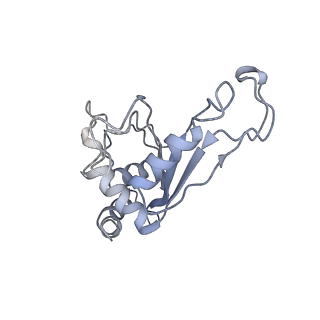 21562_6w6p_F_v1-1
MultiBody Refinement of 70S Ribosome from Enterococcus faecalis
