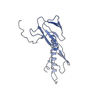 21562_6w6p_G_v1-1
MultiBody Refinement of 70S Ribosome from Enterococcus faecalis