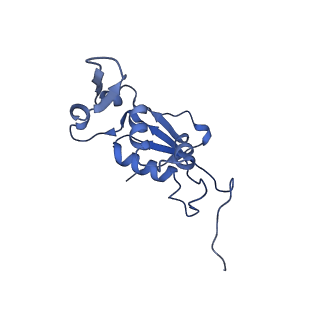 21562_6w6p_K_v1-1
MultiBody Refinement of 70S Ribosome from Enterococcus faecalis