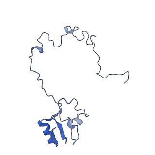 21562_6w6p_M_v1-1
MultiBody Refinement of 70S Ribosome from Enterococcus faecalis