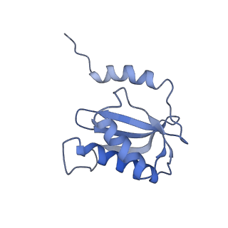 21562_6w6p_P_v1-0
MultiBody Refinement of 70S Ribosome from Enterococcus faecalis