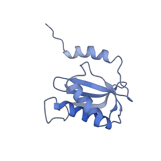 21562_6w6p_P_v1-1
MultiBody Refinement of 70S Ribosome from Enterococcus faecalis