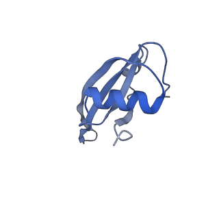 21562_6w6p_U_v1-1
MultiBody Refinement of 70S Ribosome from Enterococcus faecalis