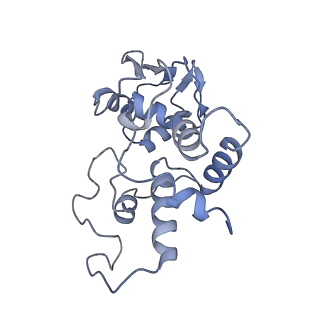 21562_6w6p_d_v1-1
MultiBody Refinement of 70S Ribosome from Enterococcus faecalis