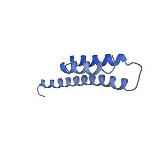 21562_6w6p_t_v1-1
MultiBody Refinement of 70S Ribosome from Enterococcus faecalis