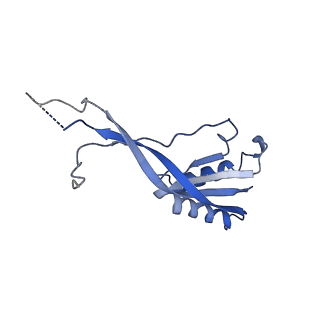 21564_6w6v_G_v1-2
Structure of yeast RNase MRP holoenzyme