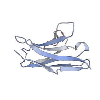 8784_5w9i_D_v1-6
MERS S ectodomain trimer in complex with variable domain of neutralizing antibody G4