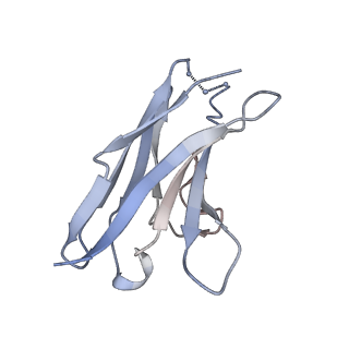 8784_5w9i_L_v1-6
MERS S ectodomain trimer in complex with variable domain of neutralizing antibody G4