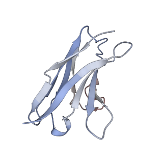 8791_5w9p_G_v1-5
MERS S ectodomain trimer in complex with variable domain of neutralizing antibody G4