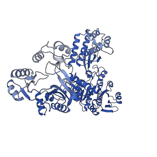 32383_7wae_C_v1-1
Trichodesmium erythraeum cyanophycin synthetase 1 (TeCphA1) with ATPgammaS, 4x(beta-Asp-Arg), and aspartate