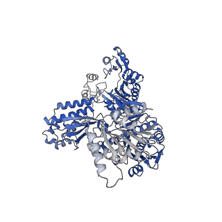 32384_7waf_A_v1-1
Trichodesmium erythraeum cyanophycin synthetase 1 (TeCphA1) with ATPgammaS and 4x(beta-Asp-Arg)