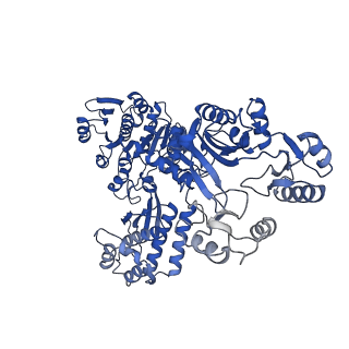 32384_7waf_D_v1-1
Trichodesmium erythraeum cyanophycin synthetase 1 (TeCphA1) with ATPgammaS and 4x(beta-Asp-Arg)