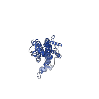 21589_6wbg_G_v2-0
Cryo-EM structure of human Pannexin 1 channel with its C-terminal tail cleaved by caspase-7