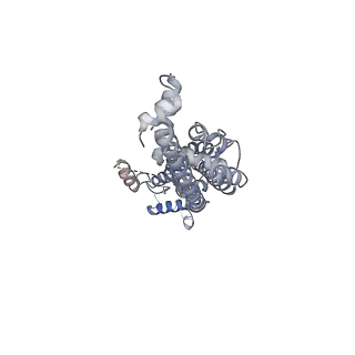 21590_6wbi_C_v1-2
Cryo-EM structure of human Pannexin 1 channel with its C-terminal tail cleaved by caspase-7, in complex with CBX
