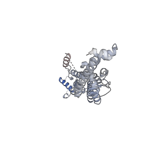 21590_6wbi_D_v1-2
Cryo-EM structure of human Pannexin 1 channel with its C-terminal tail cleaved by caspase-7, in complex with CBX