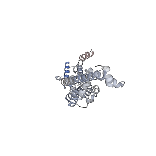 21590_6wbi_E_v1-2
Cryo-EM structure of human Pannexin 1 channel with its C-terminal tail cleaved by caspase-7, in complex with CBX