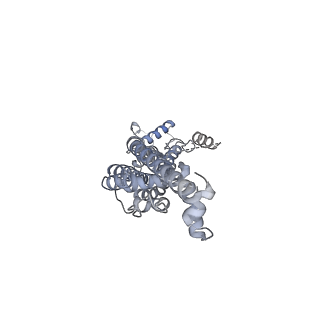 21590_6wbi_F_v1-2
Cryo-EM structure of human Pannexin 1 channel with its C-terminal tail cleaved by caspase-7, in complex with CBX