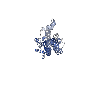 21594_6wbn_C_v1-2
Cryo-EM structure of human Pannexin 1 channel N255A mutant, gap junction