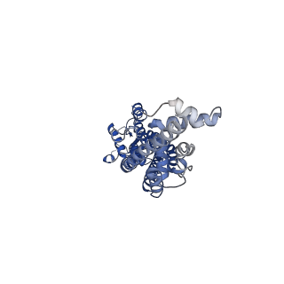 21594_6wbn_D_v2-0
Cryo-EM structure of human Pannexin 1 channel N255A mutant, gap junction