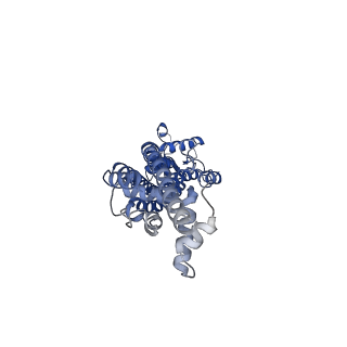 21594_6wbn_F_v1-2
Cryo-EM structure of human Pannexin 1 channel N255A mutant, gap junction