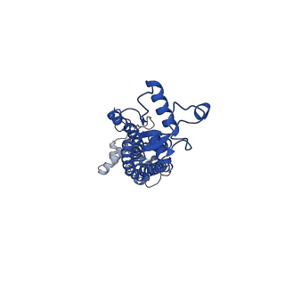21594_6wbn_H_v1-2
Cryo-EM structure of human Pannexin 1 channel N255A mutant, gap junction