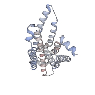37436_8wca_R_v1-0
Cryo-EM structure of the PEA-bound hTAAR1-Gs complex