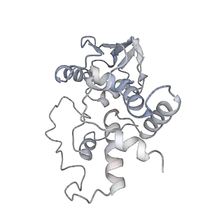 21619_6wd0_I_v1-2
Cryo-EM of elongating ribosome with EF-Tu*GTP elucidates tRNA proofreading (Cognate Structure I-A)