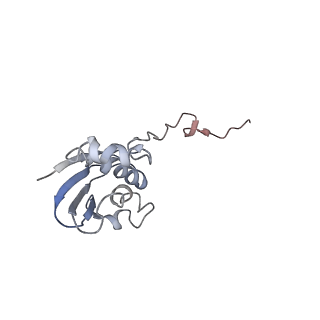 21619_6wd0_N_v1-2
Cryo-EM of elongating ribosome with EF-Tu*GTP elucidates tRNA proofreading (Cognate Structure I-A)