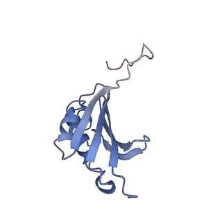 21619_6wd0_P_v1-3
Cryo-EM of elongating ribosome with EF-Tu*GTP elucidates tRNA proofreading (Cognate Structure I-A)