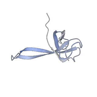 21619_6wd0_V_v1-3
Cryo-EM of elongating ribosome with EF-Tu*GTP elucidates tRNA proofreading (Cognate Structure I-A)